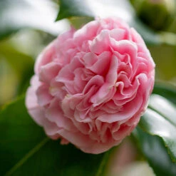 Debutante Camellia -Garden Plant Store Debutante Camellia 3 FGT