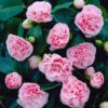 Debutante Camellia 1 Debutante Camellia -Garden Plant Store Debutante Camellia FGT 600x600 f8a218d0 799d 4080 83c6 295e65be57aa
