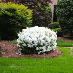Delaware Valley White Azalea 10 Delaware Valley White Azalea -Garden Plant Store Delaware Valley Azalea FGT 2