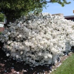 Delaware Valley White Azalea 11 Delaware Valley White Azalea -Garden Plant Store Delaware Valley Azalea FGT 3
