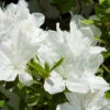 Delaware Valley White Azalea -Garden Plant Store Delaware Valley Azalea FGT 600x600 00619668 24d4 47d2 8325 74071c92d4ae