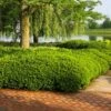 Dense Spreading Yew 2 Dense Spreading Yew -Garden Plant Store Dense spreading yew FGT 600x600 e957b545 421a 44cc 9fc5 5adabf8987c3