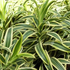 Dieffenbachia And Song Of India Combo 9 Dieffenbachia And Song Of India Combo -Garden Plant Store Diffenbachia song of india 3