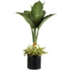 Dieffenbachia And Song Of India Combo 2 Dieffenbachia And Song Of India Combo -Garden Plant Store Diffenbachia song of india 600x600 7274c5a1 437b 4d7f a274 bd3d5f360208