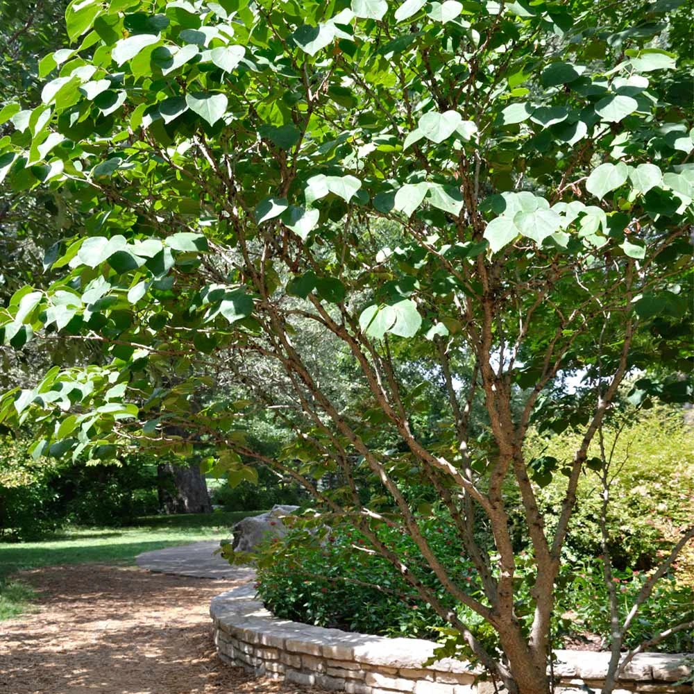 Don EGolf Redbud Tree 6 Don EGolf Redbud Tree - Image 4