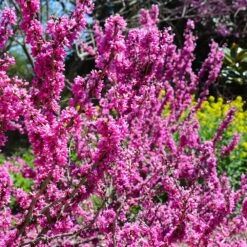 Don EGolf Redbud Tree 11 Don EGolf Redbud Tree -Garden Plant Store Don E Golf Redbud 6 FGT