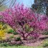 Don EGolf Redbud Tree 1 Don EGolf Redbud Tree -Garden Plant Store Don E Golf Redbud FGT 600x600 c49249c0 d50c 46f7 91fb 098afcd5a4c7