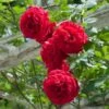 Don Juan Climbing Rose 2 Don Juan Climbing Rose -Garden Plant Store Don Juan FGT 600x600 0b27ac05 48de 44b5 8180 b48dca5c88de