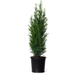 Dwarf Italian Cypress -Garden Plant Store Dwarf Italian Cypress 800 Mainimage FGT