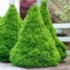 Dwarf Alberta Spruce 2 Dwarf Alberta Spruce -Garden Plant Store Dwarf ALberta ALberta Spruce 600x600 FGT