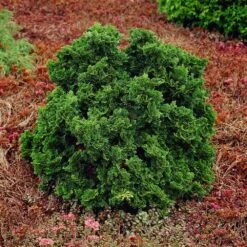 Dwarf Hinoki Cypress Shrub 10 Dwarf Hinoki Cypress Shrub -Garden Plant Store Dwarf Hinoki Cypress 1