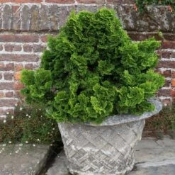 Dwarf Hinoki Cypress Shrub 11 Dwarf Hinoki Cypress Shrub -Garden Plant Store Dwarf Hinoki Cypress 2