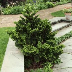 Dwarf Hinoki Cypress Shrub 9 Dwarf Hinoki Cypress Shrub -Garden Plant Store Dwarf Hinoki Cypress 3