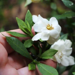 Dwarf Radicans Gardenia -Garden Plant Store Dwarf Radicans Gardenia 6
