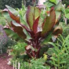 Dwarf Red Banana Tree 2 Dwarf Red Banana Tree -Garden Plant Store Dwarf Red Banana Plant 350 01