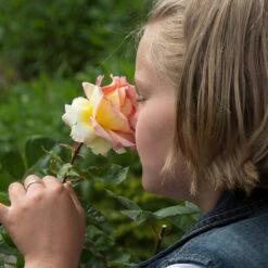 Euphoria® Rose Shrub 9 Euphoria® Rose Shrub -Garden Plant Store EUphoria Rose Tree 1