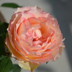 Euphoria® Rose Shrub 10 Euphoria® Rose Shrub -Garden Plant Store EUphoria Rose Tree 2