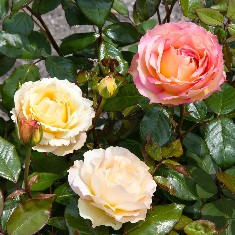 Euphoria® Rose Shrub 4 Euphoria® Rose Shrub - Image 2