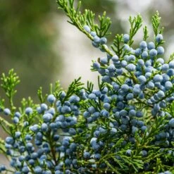 Eastern Red Cedar Tree 9 Eastern Red Cedar Tree -Garden Plant Store Eastern Red Cedar 2 FGT