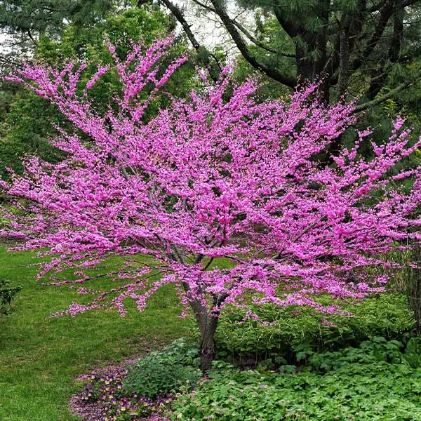 Eastern Redbud 3 Eastern Redbud