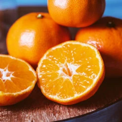 EasyPeel Clementine Tree 8 EasyPeel Clementine Tree -Garden Plant Store Easy Peel Clementine 4 FGT