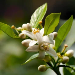 EasyPeel Clementine Tree 9 EasyPeel Clementine Tree -Garden Plant Store Easy Peel Clementine 5