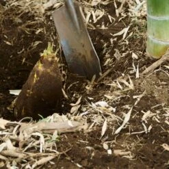 Edible Bamboo Plant 9 Edible Bamboo Plant -Garden Plant Store Edible Bamboo 5 FGT