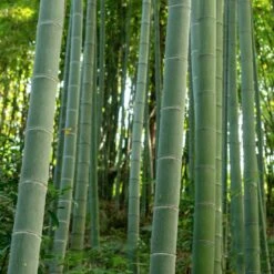 Edible Bamboo Plant 8 Edible Bamboo Plant -Garden Plant Store Edible Bamboo 6