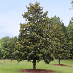 Edith Bogue Magnolia 7 Edith Bogue Magnolia -Garden Plant Store Edith Bogue magnolia 1