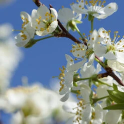 Elephant Heart Plum Tree 9 Elephant Heart Plum Tree -Garden Plant Store Elephant Heart Plum 2