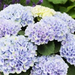 Elizabeth Ashley Hydrangea Shrub -Garden Plant Store Elizabeth Ashley 1