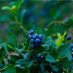 Elliot Blueberry Bush -Garden Plant Store Elliot Blueberry 450 D1