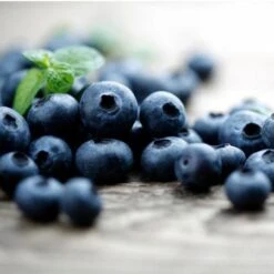 Elliot Blueberry Bush -Garden Plant Store Elliot Blueberry 450 D2