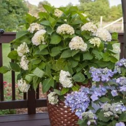 Endless Summer® Blushing Bride Bigleaf Hydrangea Shrub 11 Endless Summer® Blushing Bride Bigleaf Hydrangea Shrub -Garden Plant Store Endless Summer Blushing Bride 5