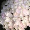 Endless Summer® Blushing Bride Bigleaf Hydrangea Shrub 1 Endless Summer® Blushing Bride Bigleaf Hydrangea Shrub -Garden Plant Store Endless Summer Blushing Bride FGT 600x600 0ebe554a 6f66 4976 a54a 228202945329
