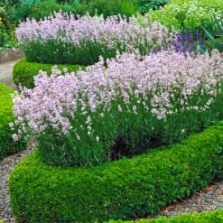 English Boxwood Shrub 11 English Boxwood Shrub -Garden Plant Store English Boxwood 4