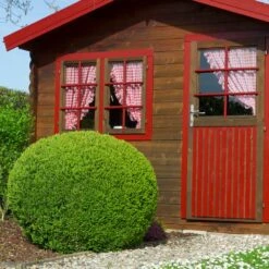 English Boxwood Shrub 15 English Boxwood Shrub -Garden Plant Store English Boxwood 6 FGT