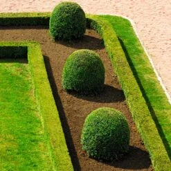 English Boxwood Shrub 13 English Boxwood Shrub -Garden Plant Store English Boxwood 7