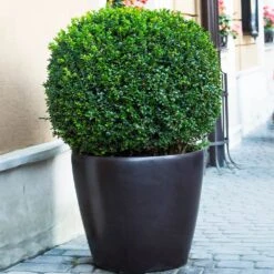 English Boxwood Shrub 12 English Boxwood Shrub -Garden Plant Store English Boxwood 9 FGT