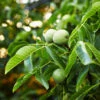English Walnut Tree 1 English Walnut Tree -Garden Plant Store English Carpathian Walnut 600x600 FGT