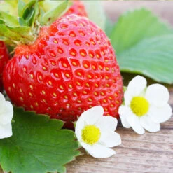 Everbearing Strawberry - USDA Organic -Garden Plant Store Everbearing Strawberry 3 FGT d3338e88 8339 4e56 9059 0189b64ead59