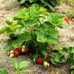 Everbearing Strawberry -Garden Plant Store Everbearing Strawberry 5 FGT