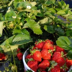 Everbearing Strawberry -Garden Plant Store Everbearing Strawberry 6 BB