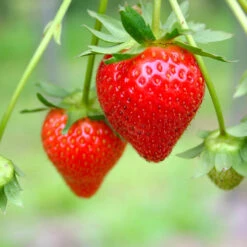 Everbearing Strawberry -Garden Plant Store Everbearing Strawberry 7