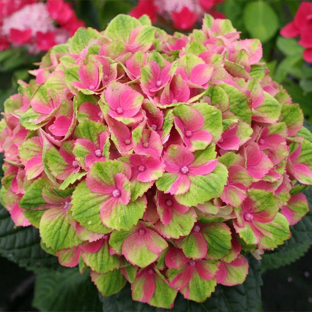 Everlasting® Amethyst Hydrangea Shrub 5 Everlasting® Amethyst Hydrangea Shrub - Image 3