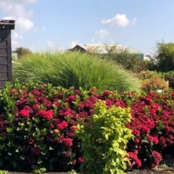 Everlasting® Crimson Ruby Hydrangea Shrub 8 Everlasting® Crimson Ruby Hydrangea Shrub -Garden Plant Store Everlasting Crimson Ruby 1