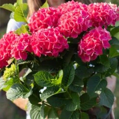 Everlasting® Crimson Ruby Hydrangea Shrub 9 Everlasting® Crimson Ruby Hydrangea Shrub -Garden Plant Store Everlasting Crimson Ruby 4