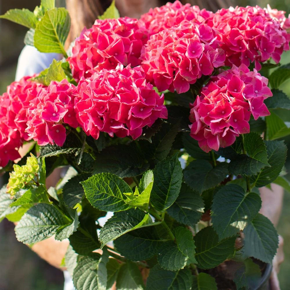 Everlasting® Crimson Ruby Hydrangea Shrub 6 Everlasting® Crimson Ruby Hydrangea Shrub - Image 4