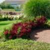 Everlasting® Crimson Ruby Hydrangea Shrub 1 Everlasting® Crimson Ruby Hydrangea Shrub -Garden Plant Store Everlasting Crimson Ruby FGT 600x600 c96daa38 25e0 4479 82e2 43e6cd49daaf