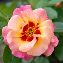 Eyeconic® Mango Lemonade Rose -Garden Plant Store Eyeconic Mango Lemonade 1